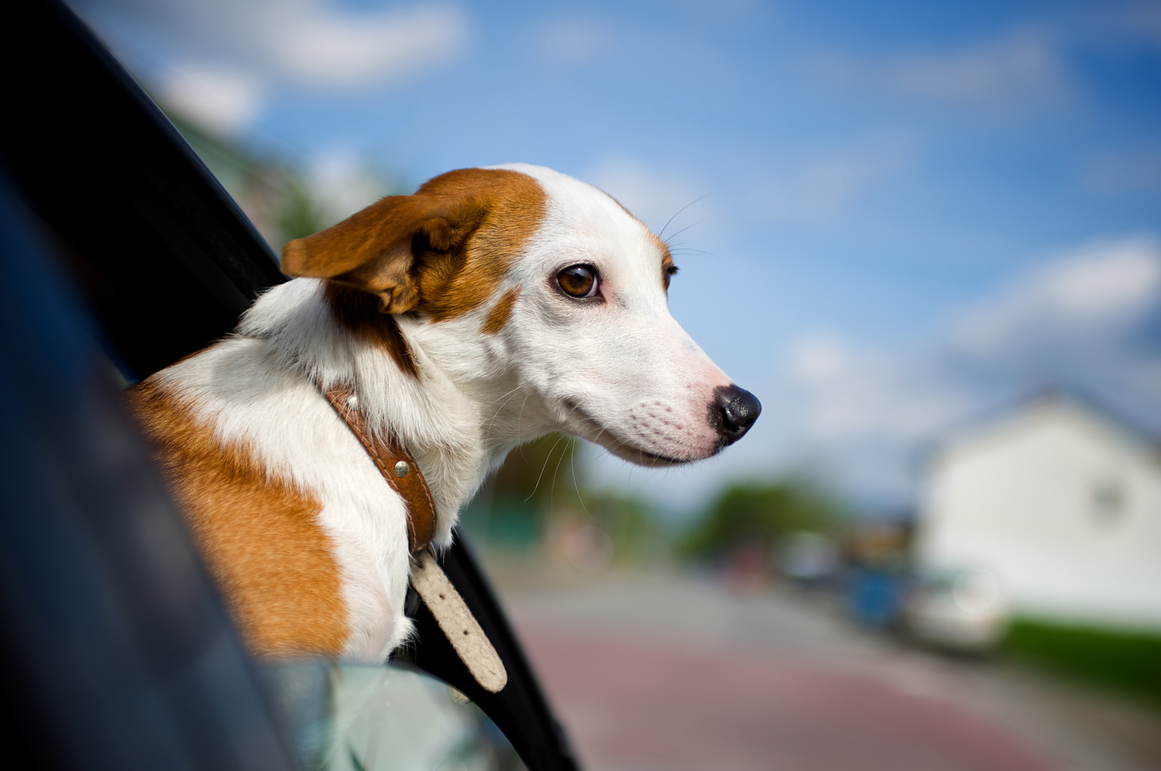 8 Consejos para viajar con tu mascota