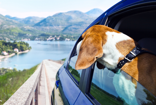 Viajar en coche con tu perro: legislación y recomendaciones para una mayor seguridad