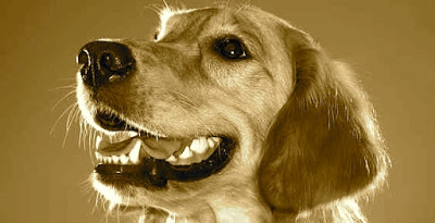 4 de cada 5 perros sufren enfermedades de las encías