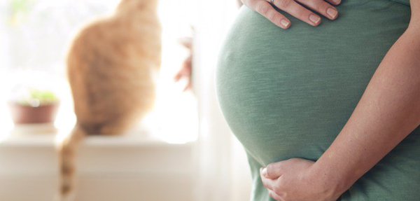 Estoy embarazada… ¿Qué debo hacer con mi gato?