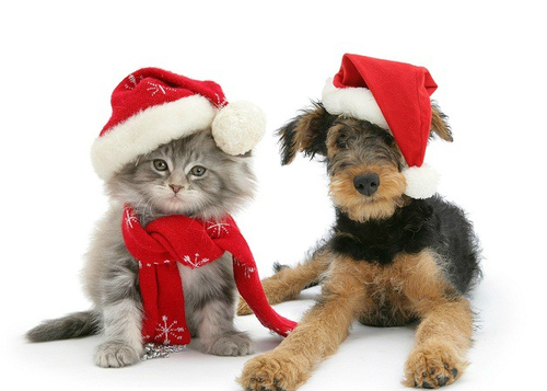 Regalar mascotas en Navidad puede no ser una buena idea