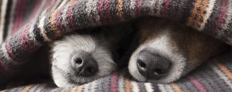 Cómo saber si tu perro tiene frío y cómo protegerlo