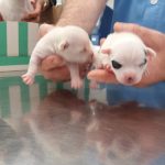 TELVA y PINÓN, los cachorros de SHILCA, Chihuahuas de Belén González-Nuevo. Con solo dos días de vida tras una cesárea